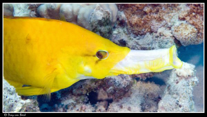Just to show what the female slingjaw wrasse can do... by Dray Van Beeck 